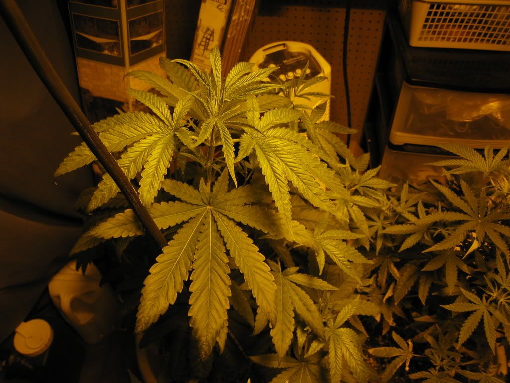 IMG_0020.jpg