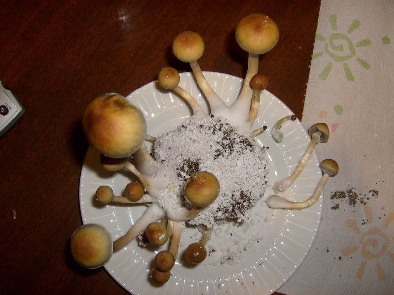 S6301216.jpg
