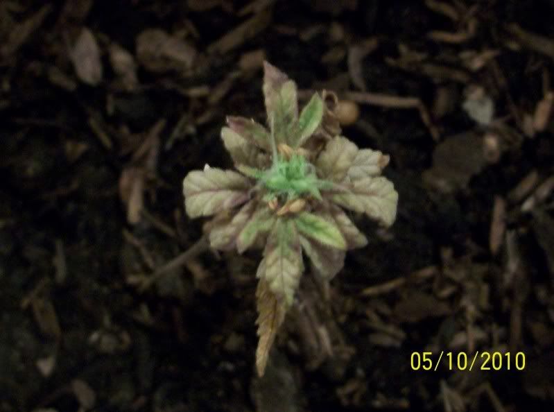 100e0634.jpg
