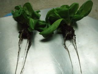 LumiGrowvsHPSrootdevelopmentcompari.jpg