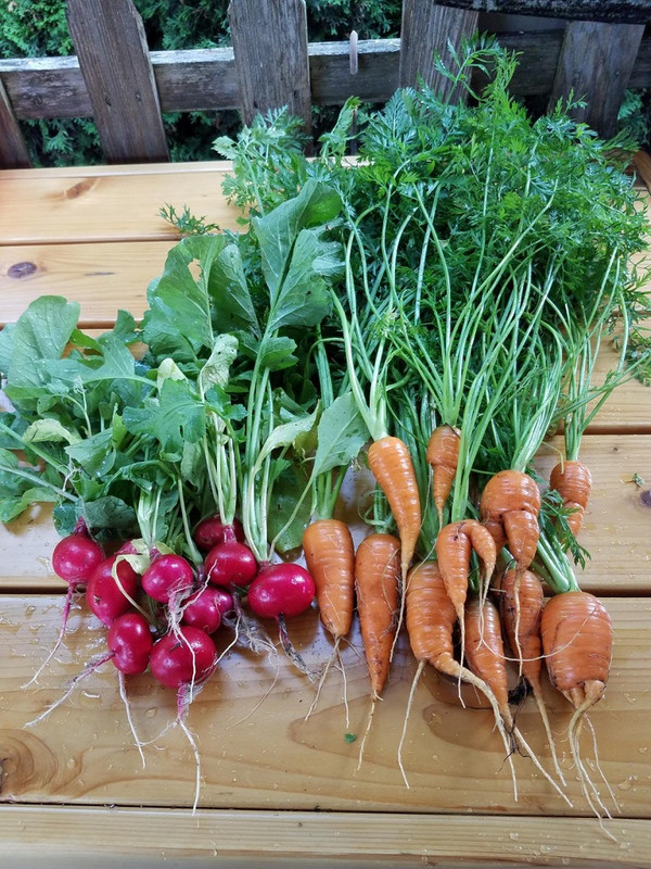 carrots1a.jpg