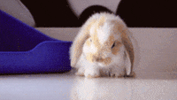 200w.gif