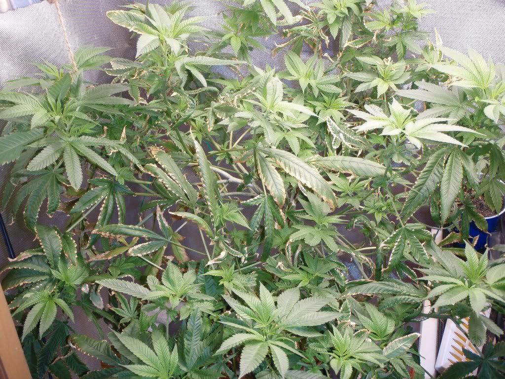 dphydro3_1024x768.jpg
