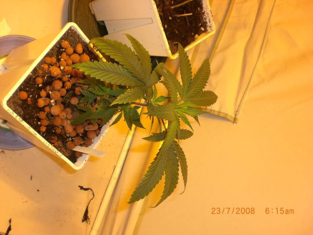 CIMG0932.jpg