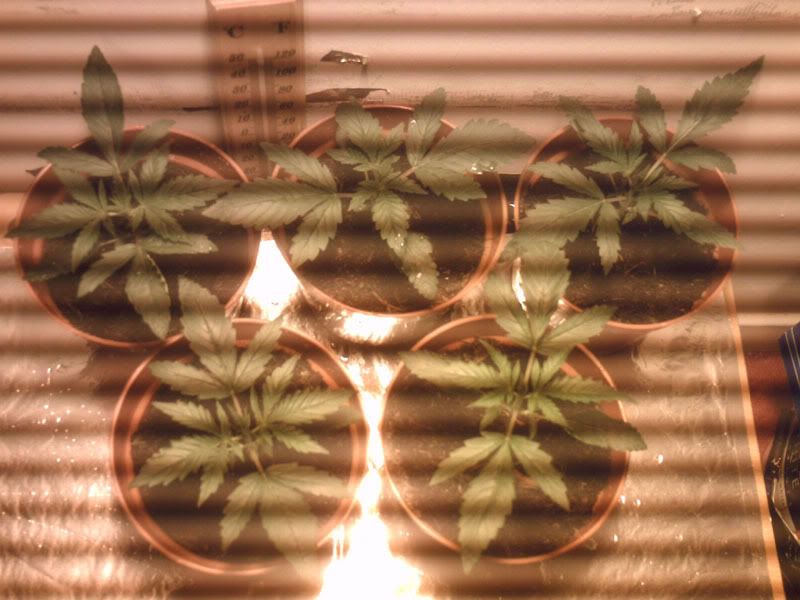 9june2007edit.jpg