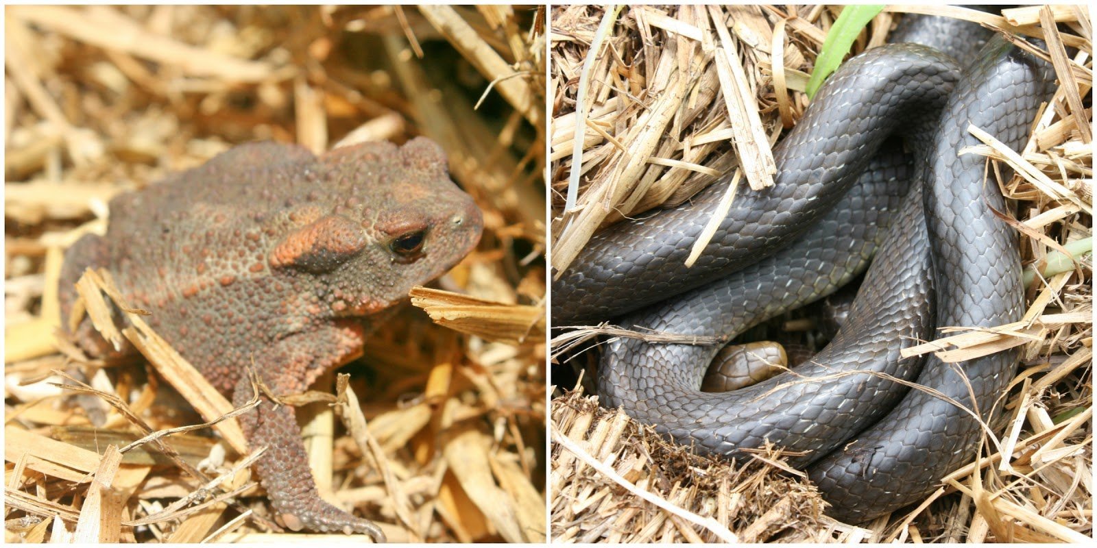 Common Toad - Bufo bufo and Aesculapian snake - Zamenis longissimus photographed within one of our Straw bale stacks.  