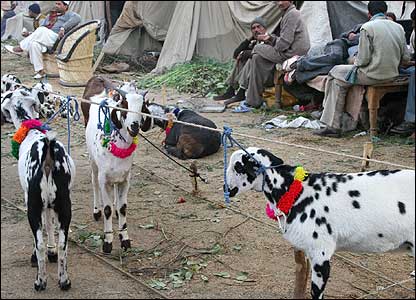 _41205000_goat416.jpg