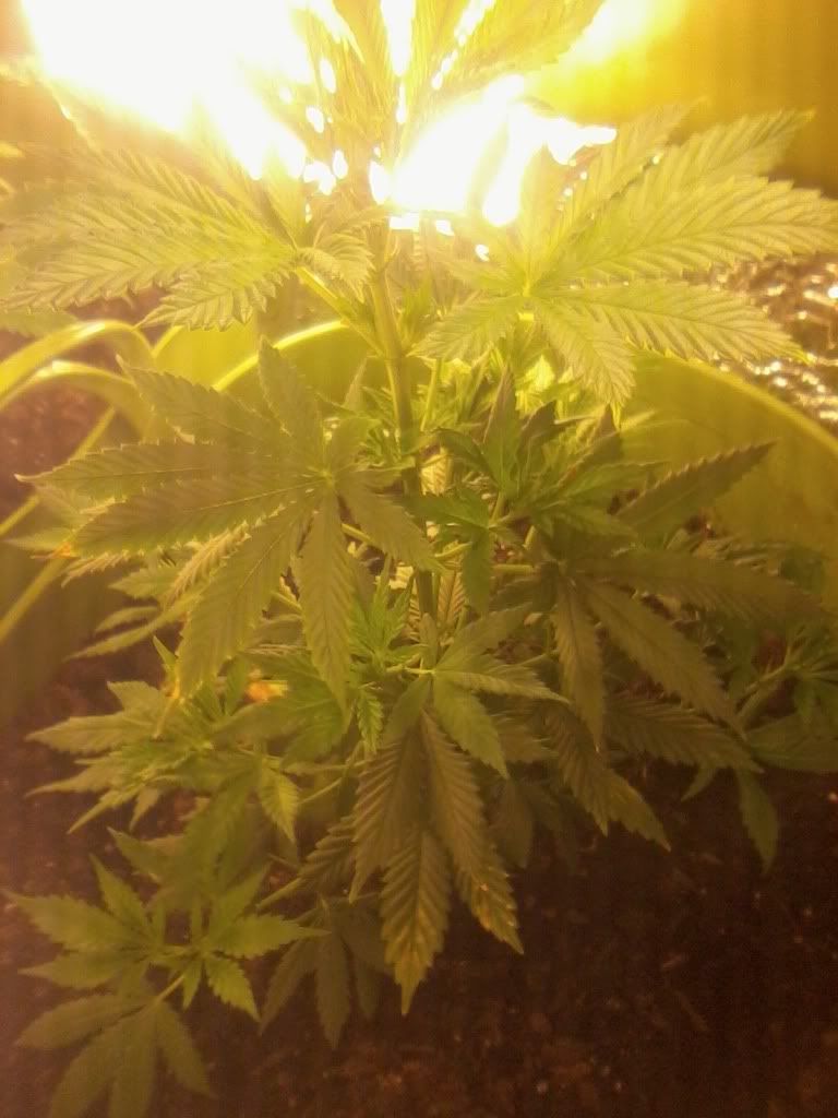 Peppaweek2Flower.jpg
