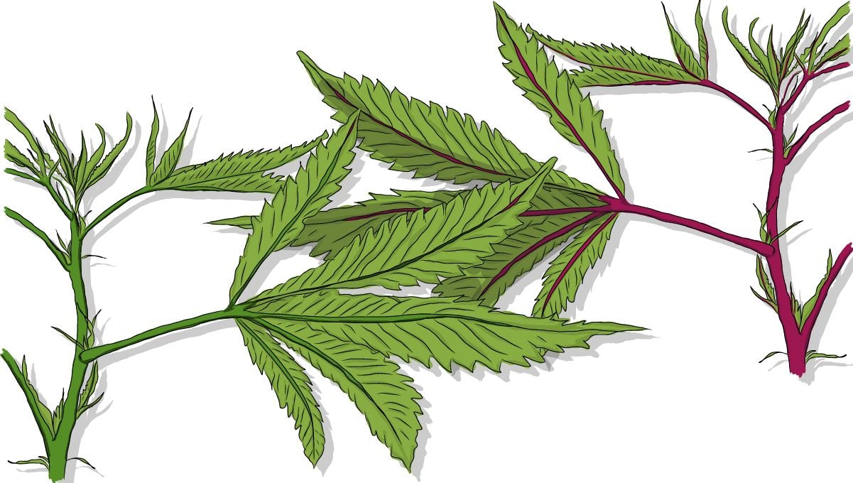 Red and purple cannabis stems: Research your strain