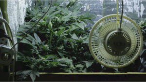 Comprehensive Guide to Grow Tent and Grow Room Ventilation Costeffective and DIY Solutions