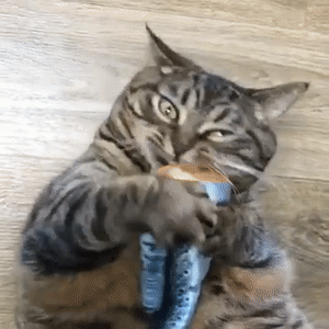 Cat Interactive crazy fish toy | MomProStore