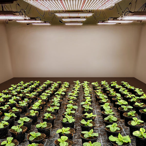 light density affect plants growing