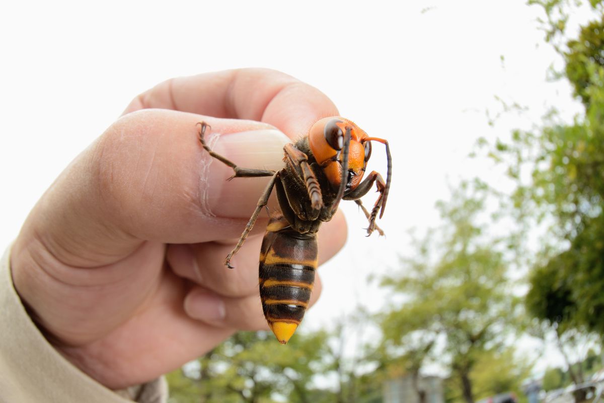 Murder hornets: The Asian giant hornet has arrived. Bees beware. - Vox