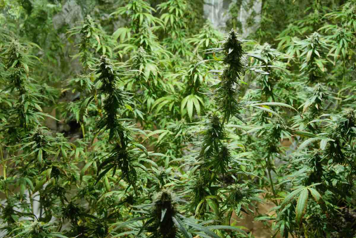 growingmarijuanaperfectly.com