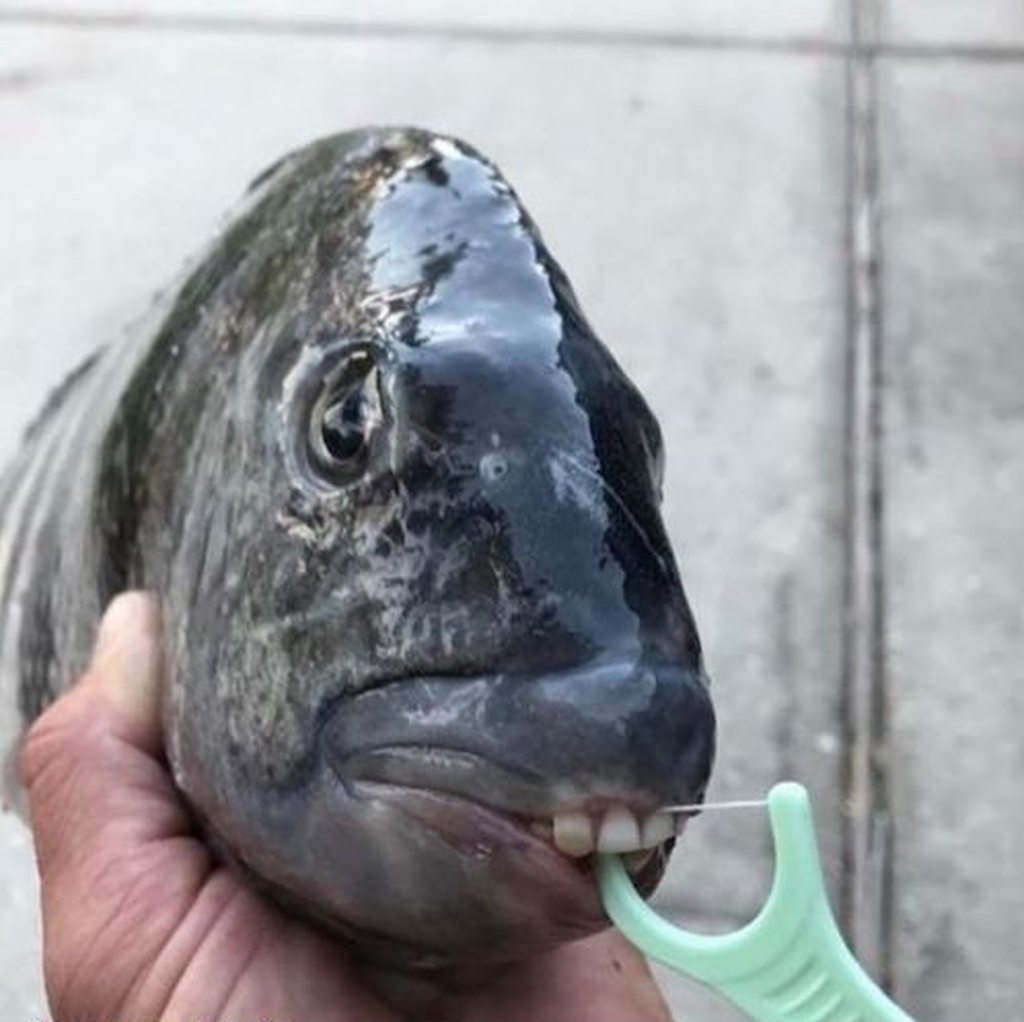 Daily reminder to floss your fish. - Album on Imgur
