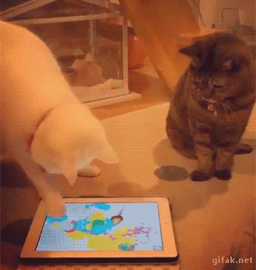 A tablet game just for cats - GIF on Imgur