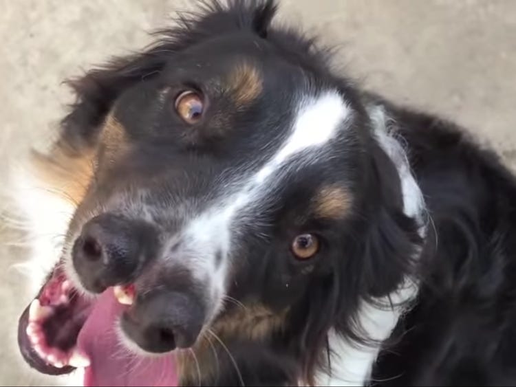 Dog With 2 Noses Rescued in California