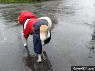 Milo the Chihuahua in his dog raincoat on Make a GIF