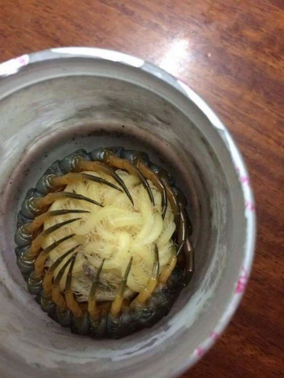 Nature Is Weird on Twitter: A centipede protecting her babies.… 