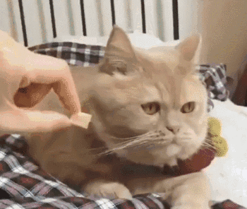 No, I will not eat this food - Gif | Cute kitten gif, Funny cat videos, Cat  pictures videos