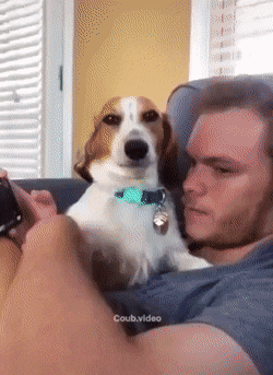 Smile for the camera in 2020 | Funny gif, Cute animals, Funny