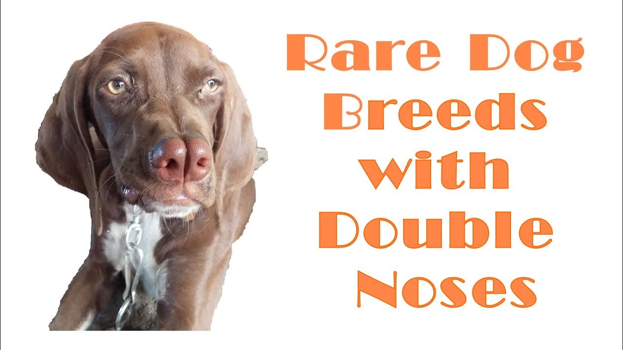 Rare Dog Breeds with Split, Double Noses - YouTube