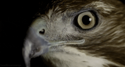 Bird Of Prey GIFs - Get the best GIF on GIPHY