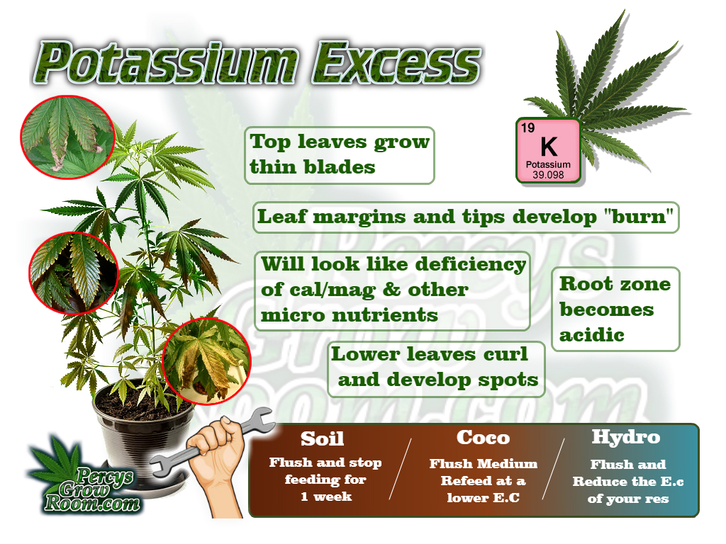 Potassium Excess - Percys Grow Room, A Cannabis Growers Forum