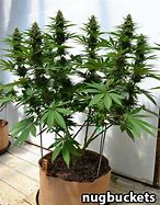 Image result for cannabis manifold