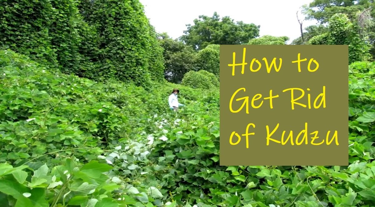 How to Get Rid of Kudzu in 5 Steps | Dengarden