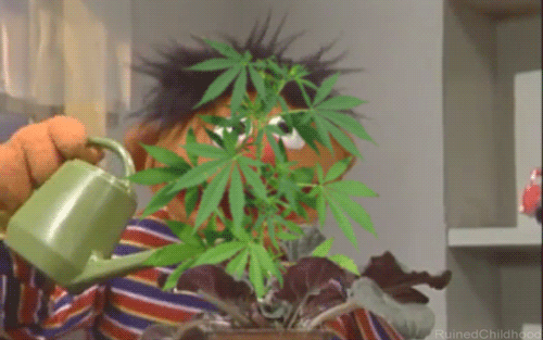 Image result for plant whisperer gif funny