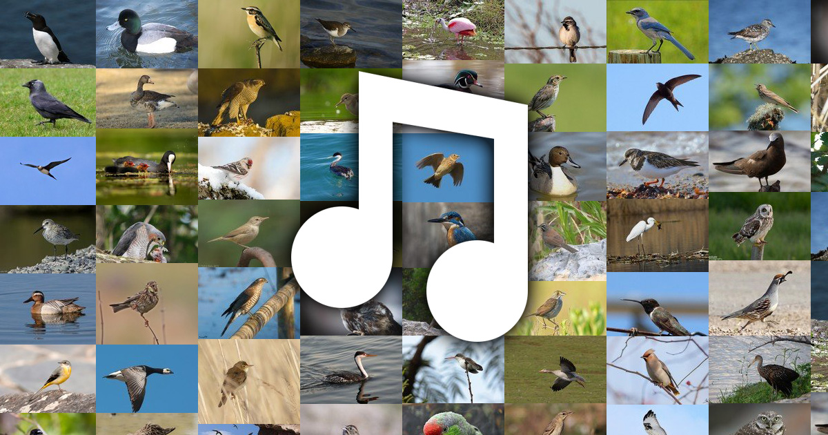 www.bird-sounds.net